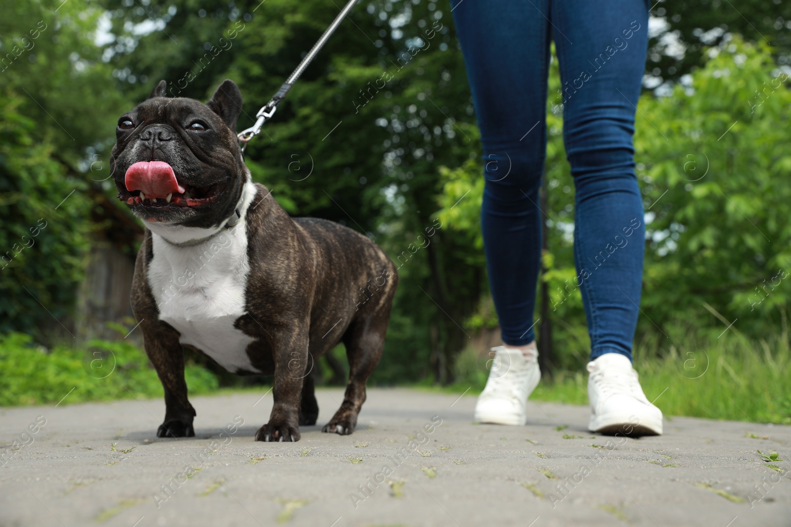 Photo of Woman walking with cute French Bulldog outdoors, closeup