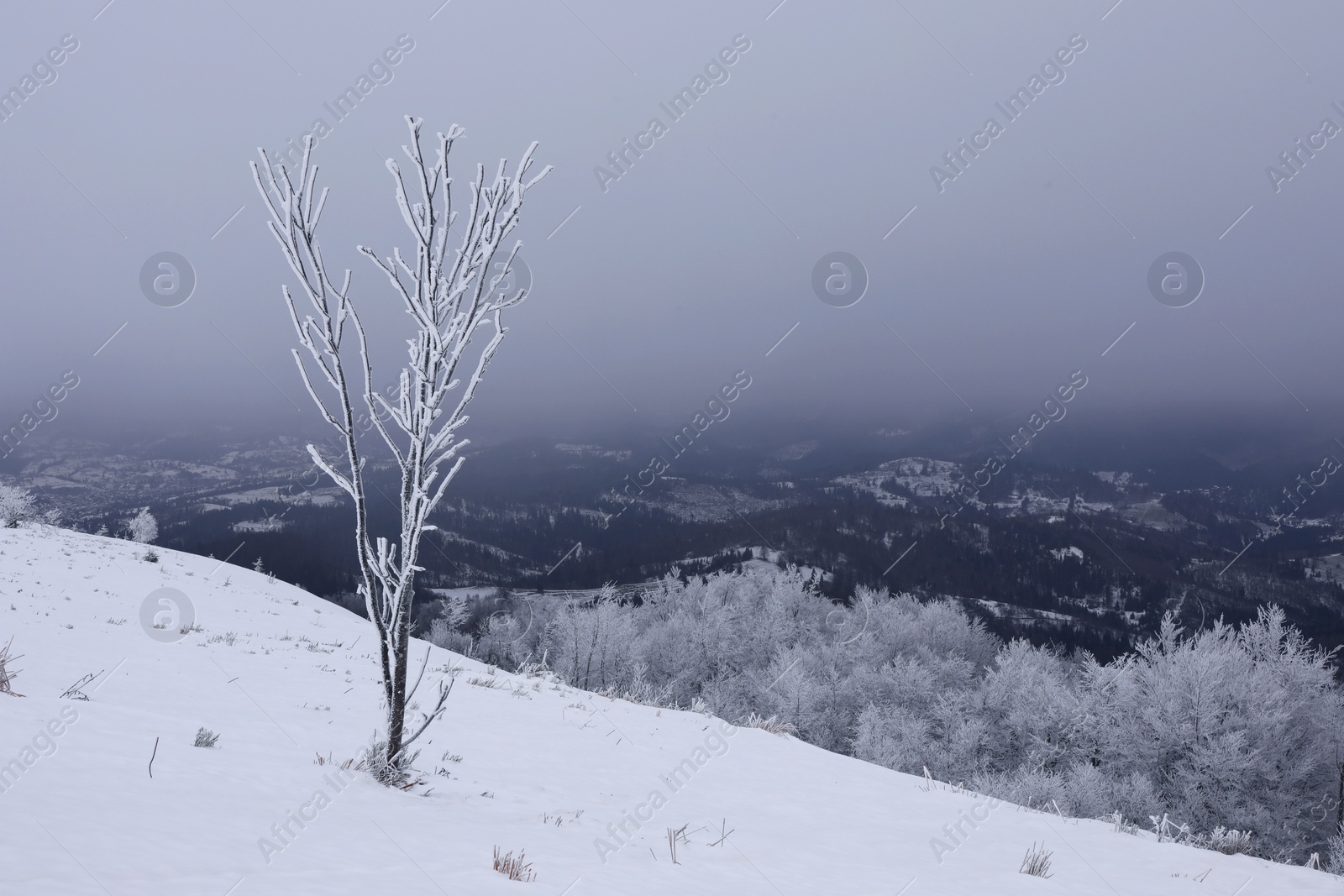 Photo of Picturesque view of trees covered with hoarfrost and snowy mountains on winter day