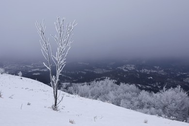 Photo of Picturesque view of trees covered with hoarfrost and snowy mountains on winter day
