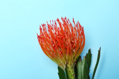 Beautiful protea flower on blue background. Tropical plant