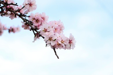 Delicate spring pink cherry blossoms on tree against light background, closeup