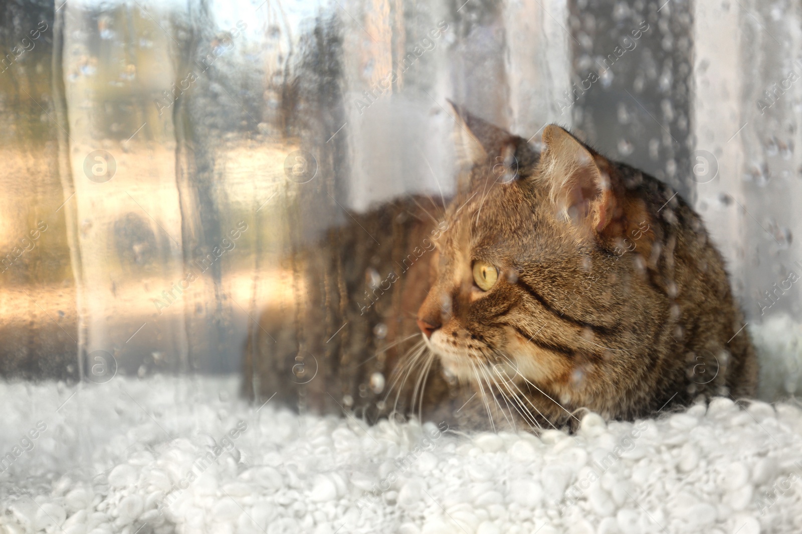 Photo of Cute tabby cat near window at home on rainy day, view from outside