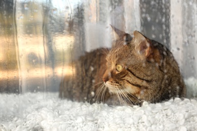 Cute tabby cat near window at home on rainy day, view from outside