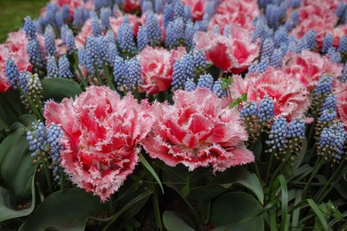 Photo of Many beautiful tulip and muscari flowers growing outdoors, closeup. Spring season