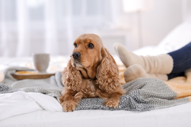 Photo of Cute Cocker Spaniel dog with warm blanket lying near owner on bed at home. Cozy winter