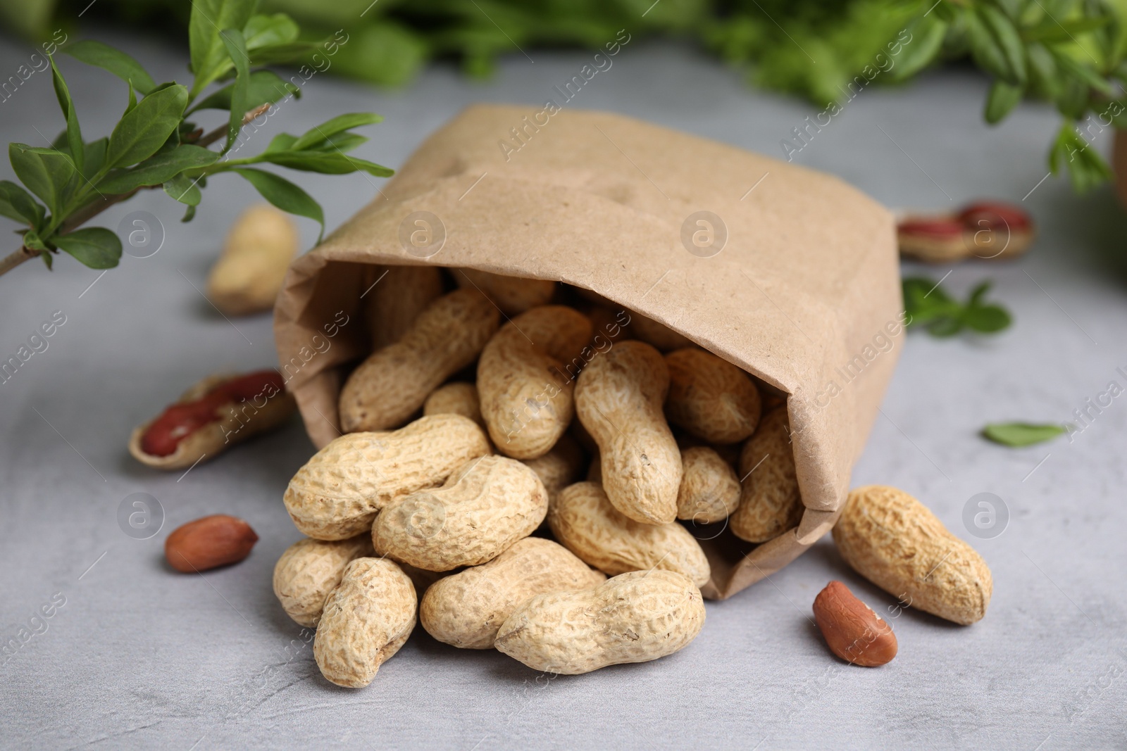 Photo of Paper bag with fresh unpeeled peanuts on grey table, closeup