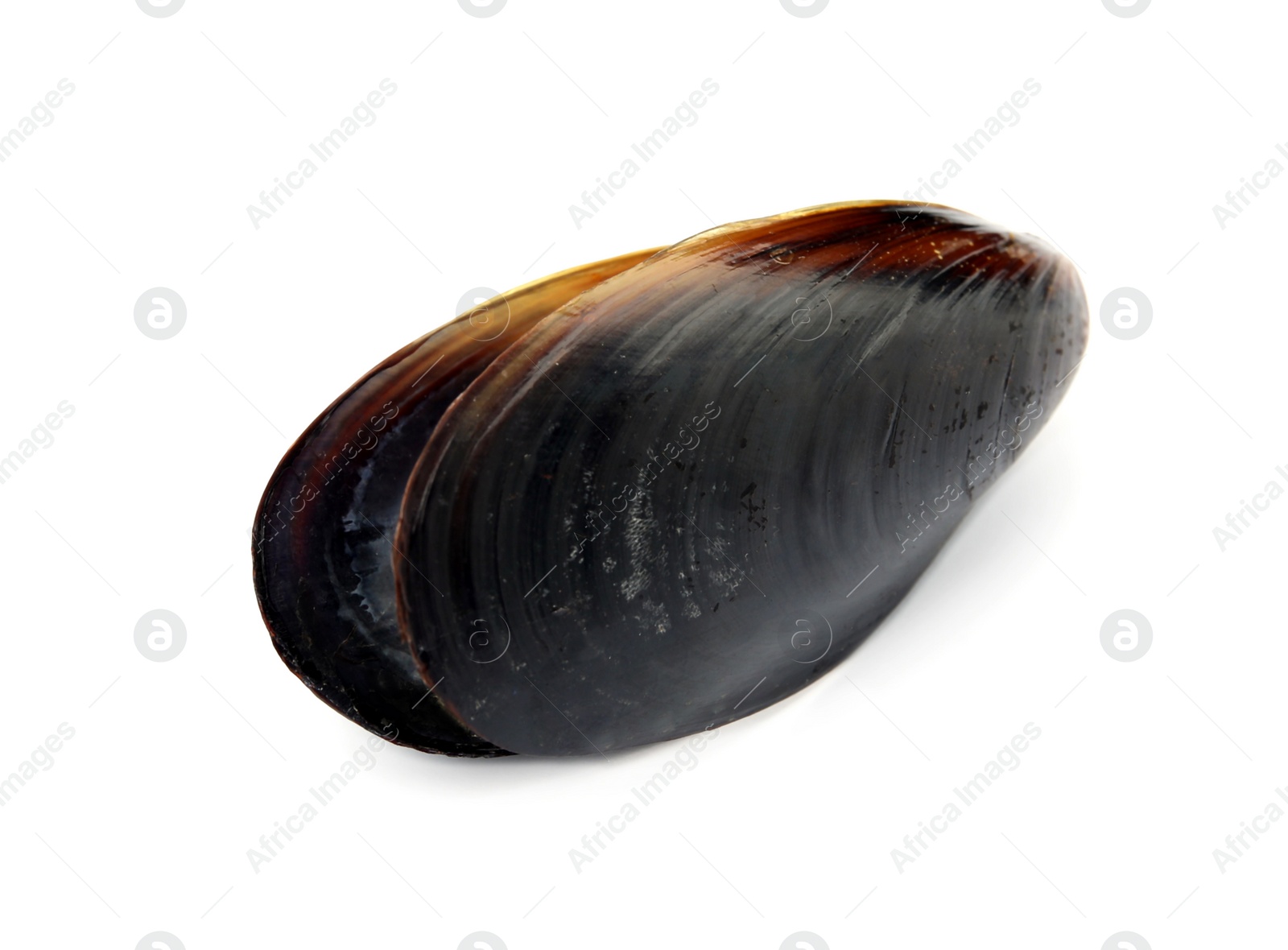 Photo of Raw mussel in shell isolated on white