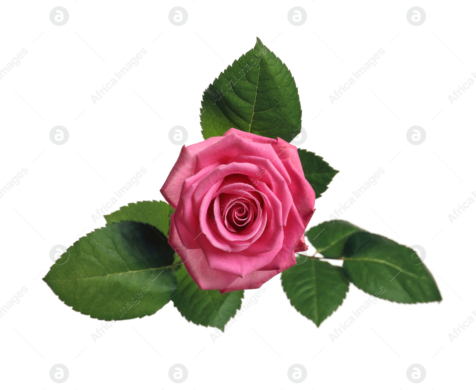 Photo of Beautiful blooming pink rose on white background, top view