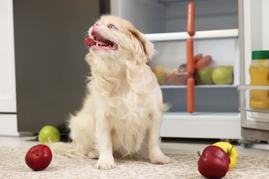 Cute Pekingese dog and scattered fruits near refrigerator in kitchen