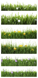 Image of Collage of fresh green grass with flowers on white background. Spring season