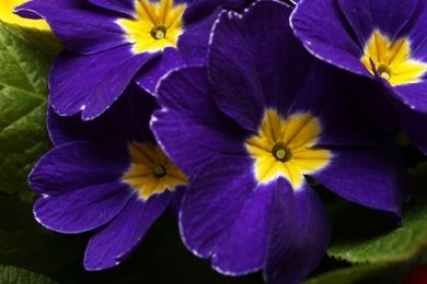 Beautiful primula (primrose) plant with purple flowers, top view. Spring blossom