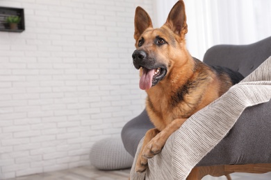 Photo of German shepherd lying on sofa in living room