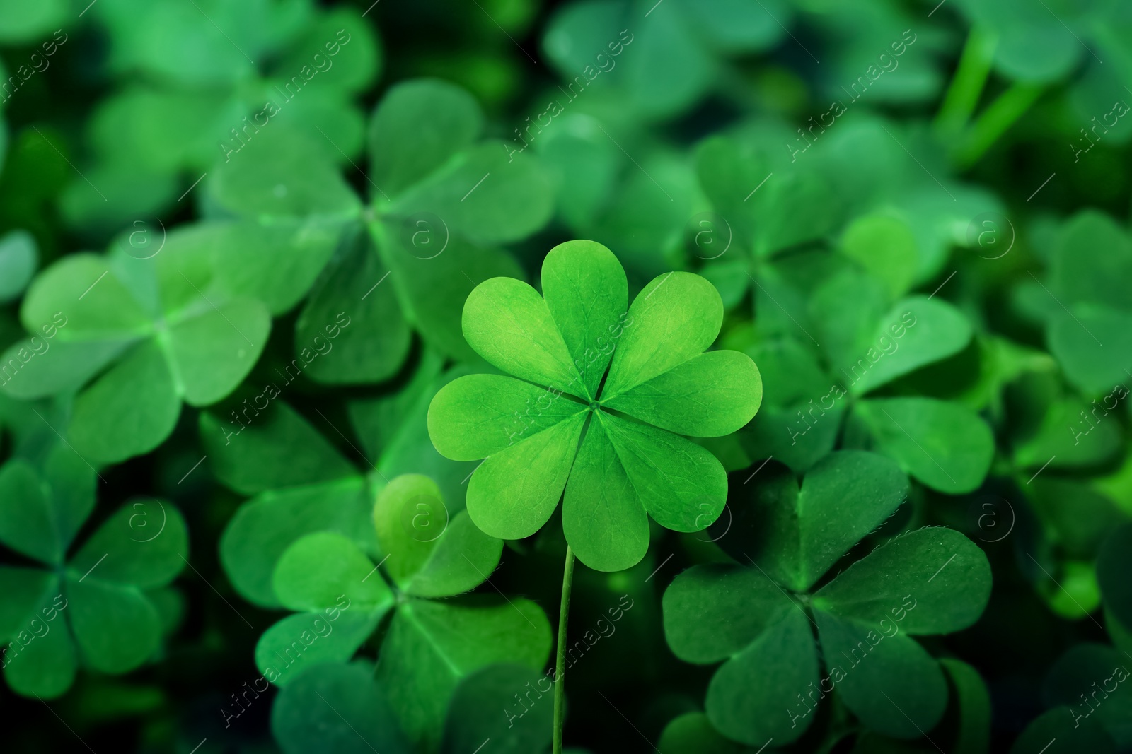 Image of Beautiful fresh green clover leaves, closeup view