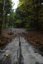 Beautiful view of weathered wooden plank in forest on autumn day