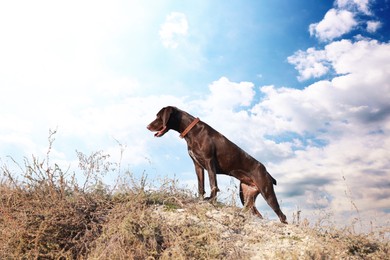 Photo of Cute German Shorthaired Pointer dog on hill outdoors
