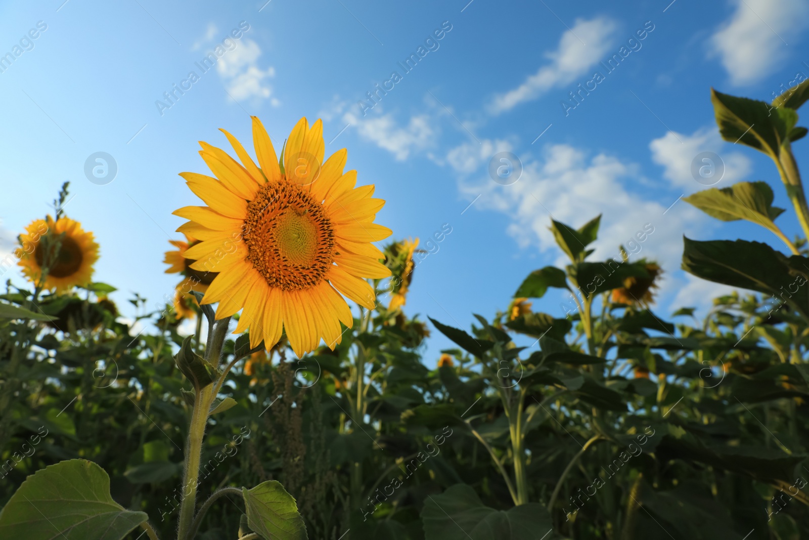 Photo of Beautiful blooming sunflower in field on summer day