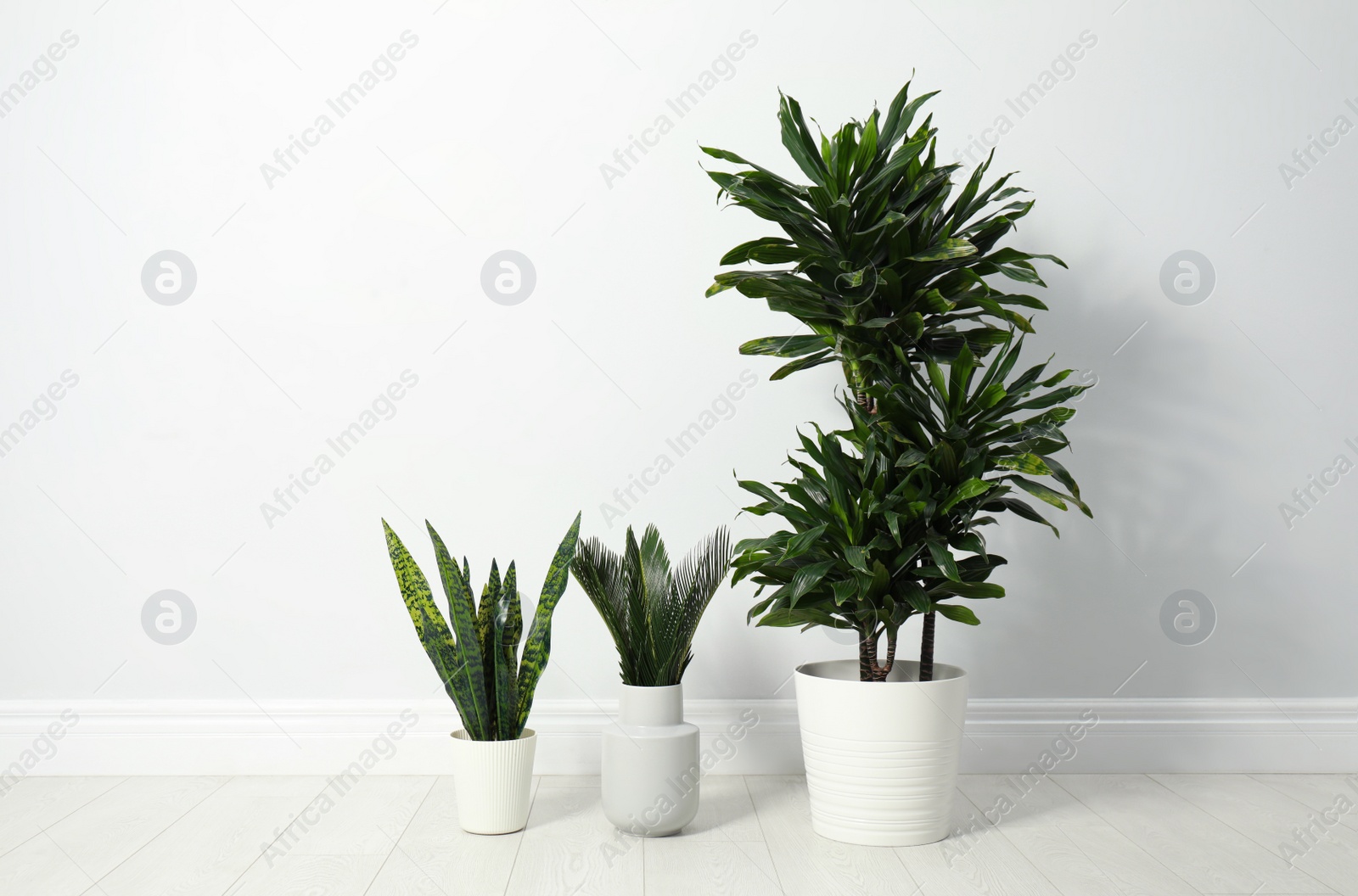 Photo of Tropical plants with lush leaves on floor near white wall. Space for text