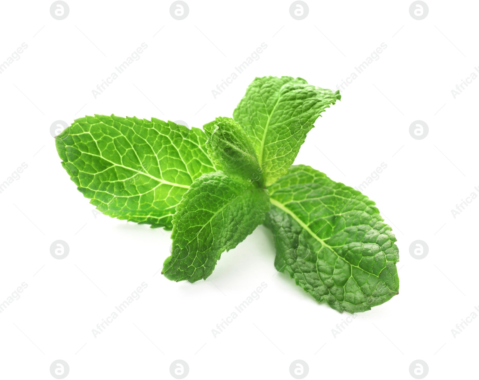 Photo of Branch of fresh mint isolated on white