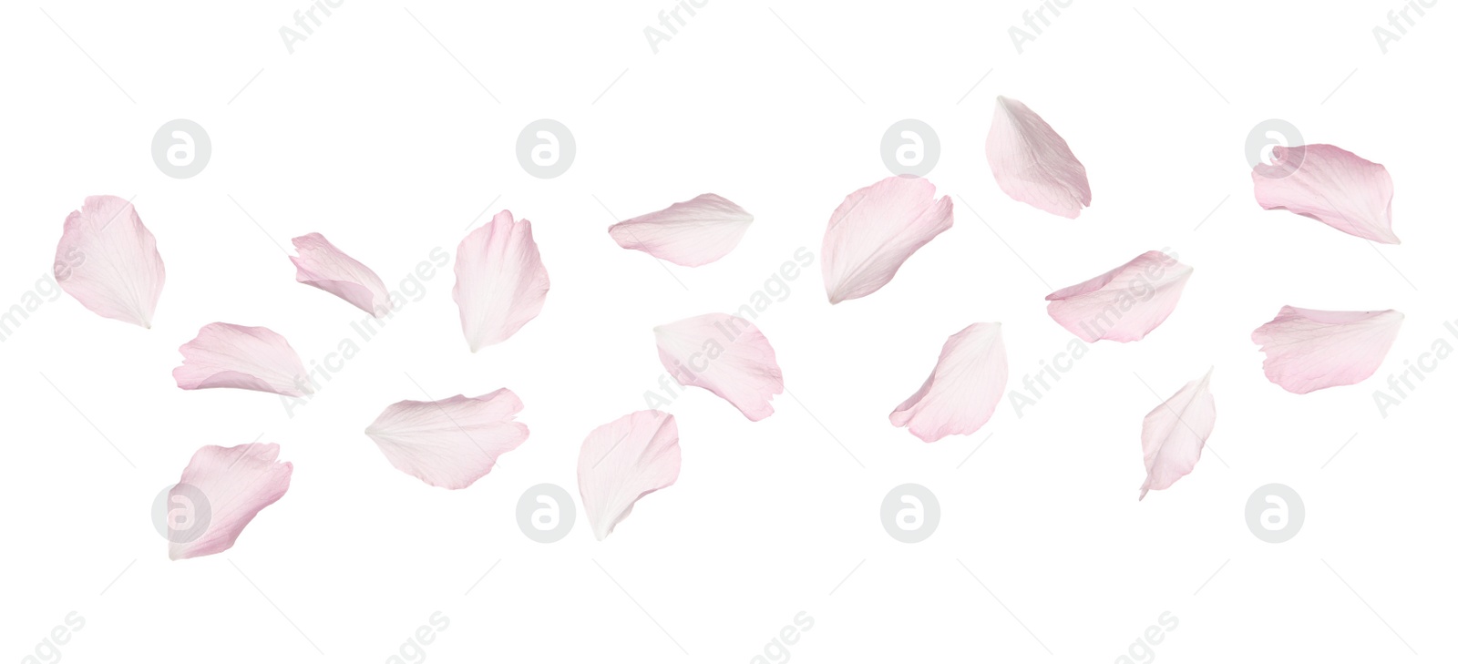 Photo of Beautiful pink sakura blossom petals isolated on white