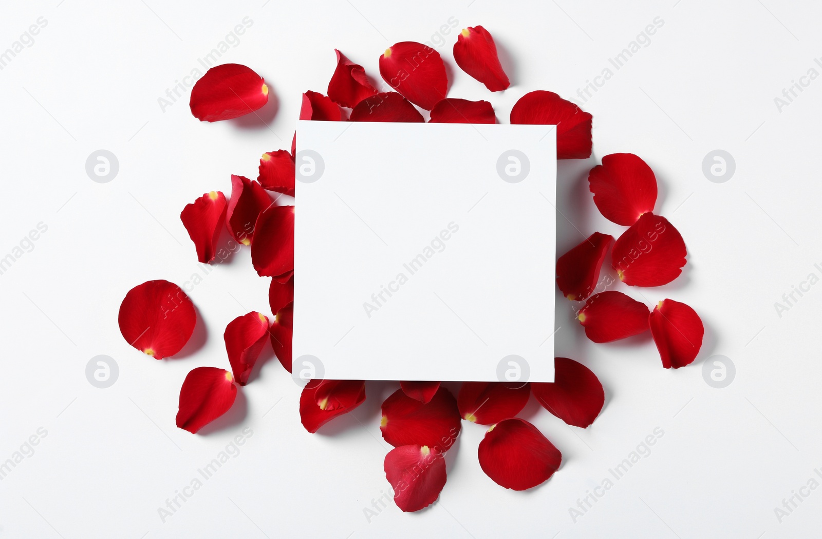 Photo of Blank greeting card and red rose petals on white background, top view. Valentine's day celebration