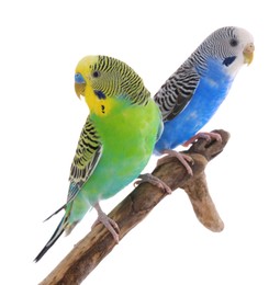 Photo of Two beautiful parrots perched on branch against white background. Exotic pets
