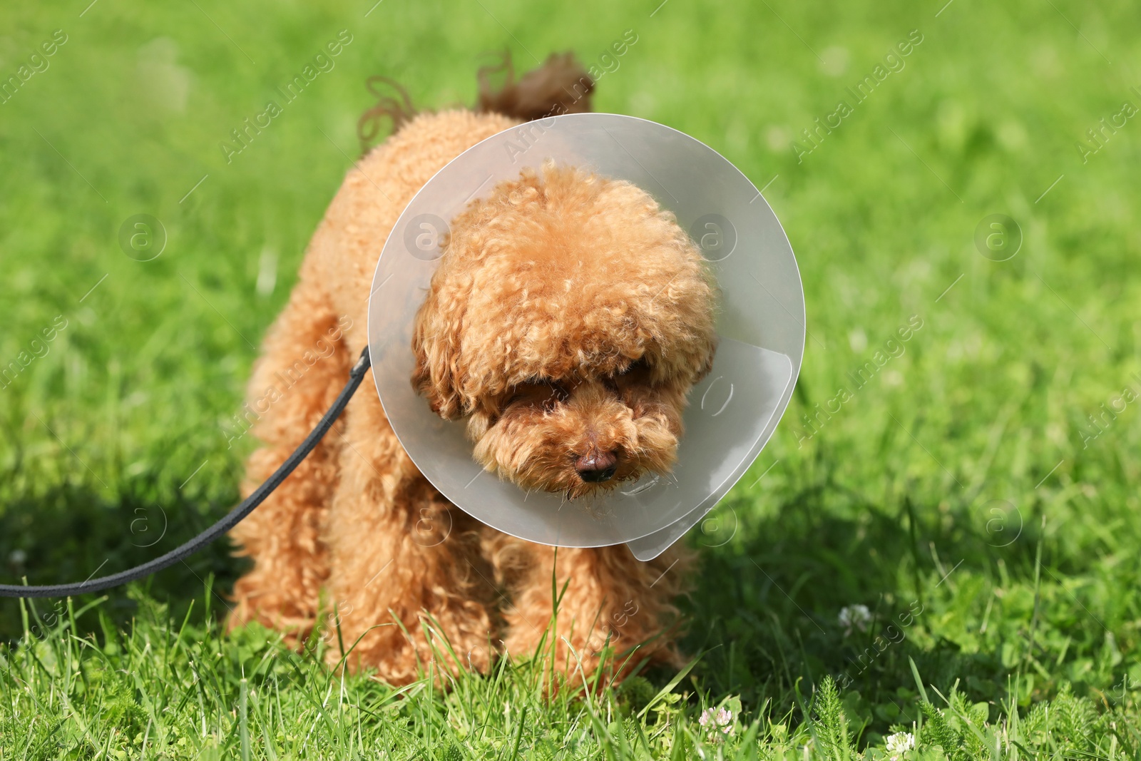 Photo of Cute Maltipoo dog with Elizabethan collar on green grass outdoors