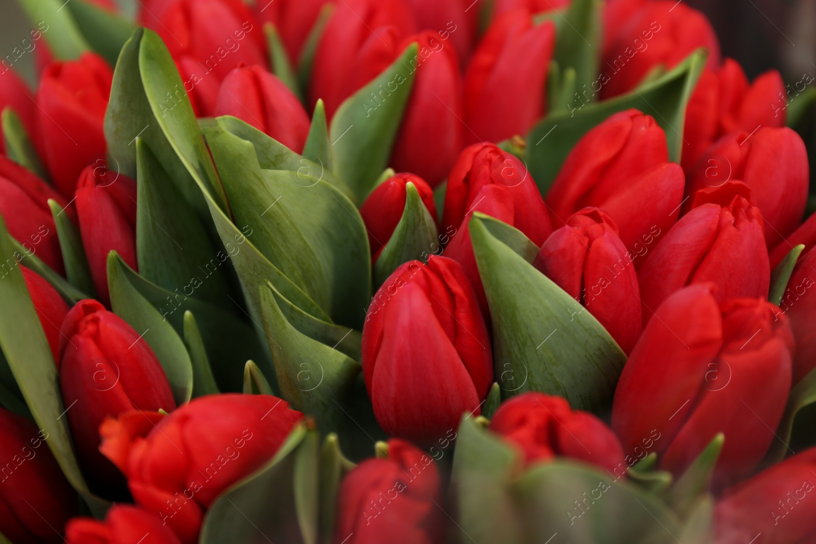 Photo of Fresh bouquet of beautiful tulip flowers, closeup