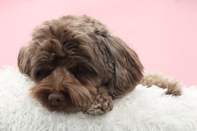 Photo of Cute Maltipoo dog with pillow resting on pink background. Lovely pet