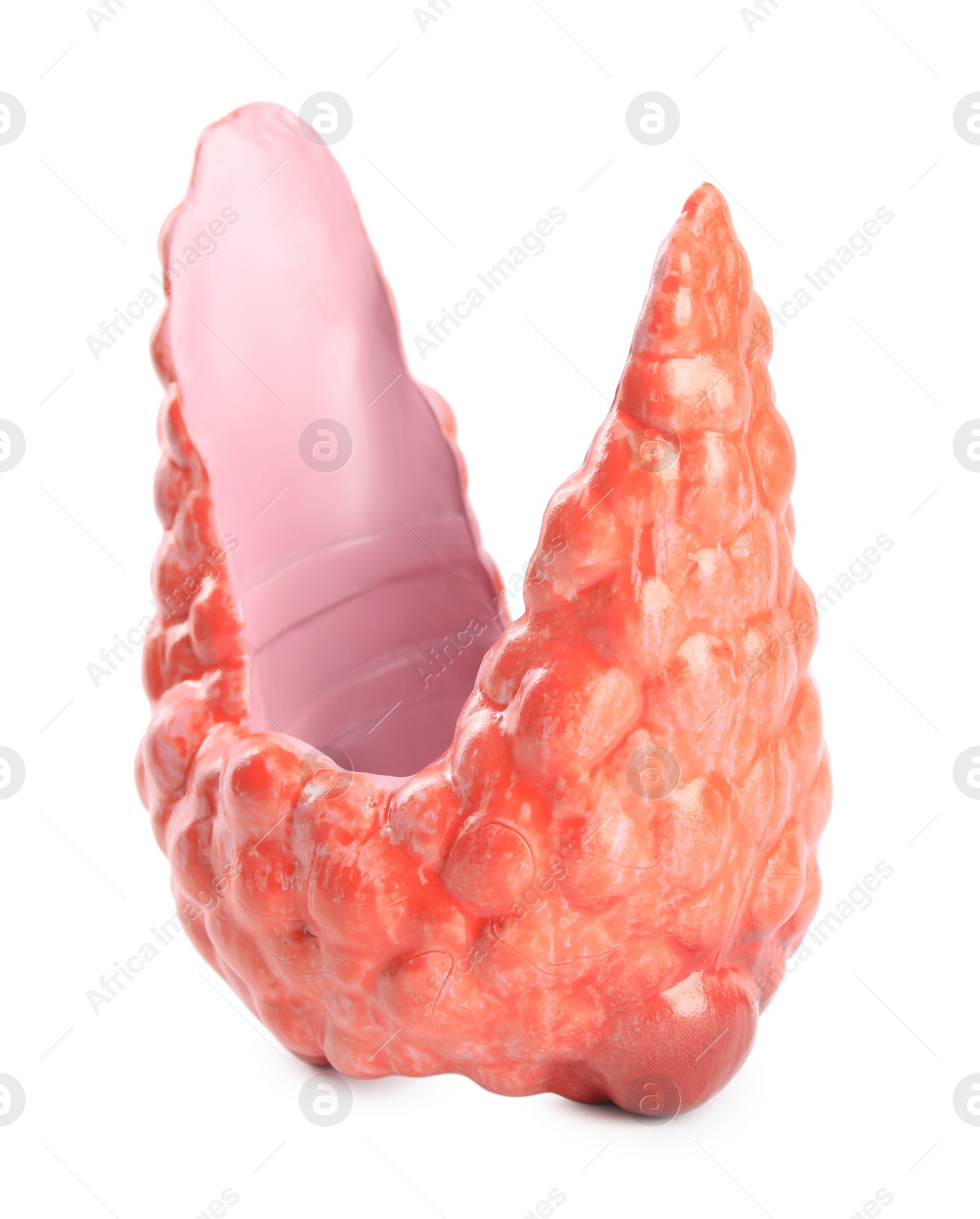 Photo of Plastic model of thyroid with tumor isolated on white