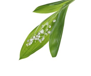 Beautiful lily of the valley flowers with green leaves on white background