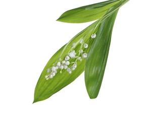 Photo of Beautiful lily of the valley flowers with green leaves on white background