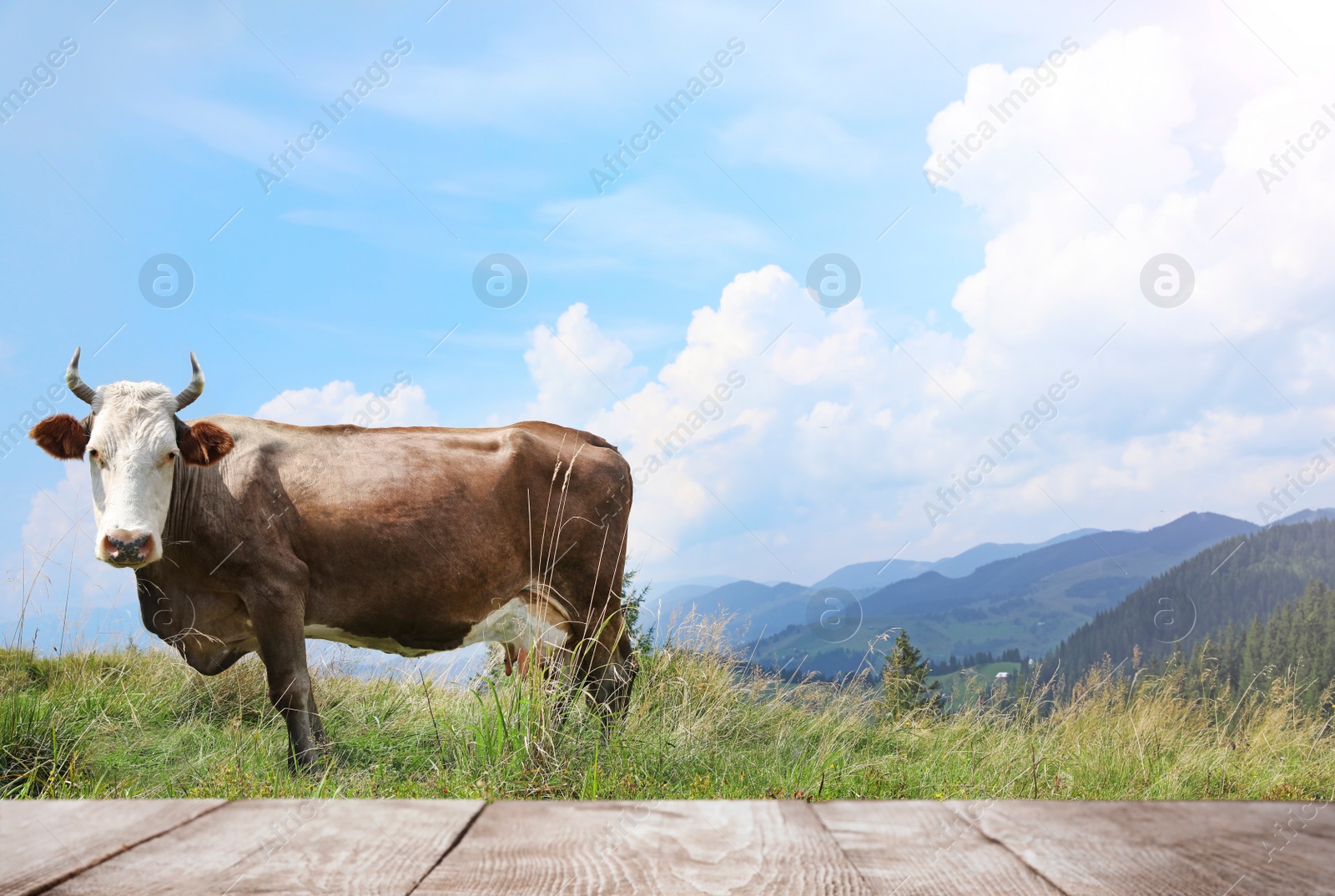 Image of Empty wooden table and cow grazing in field on background. Animal husbandry concept 