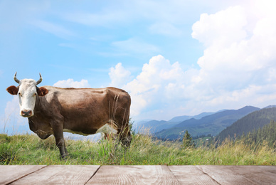 Image of Empty wooden table and cow grazing in field on background. Animal husbandry concept 