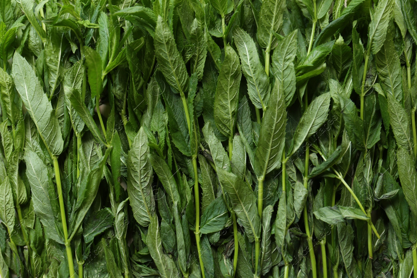 Photo of Heap of beautiful green mint as background, top view