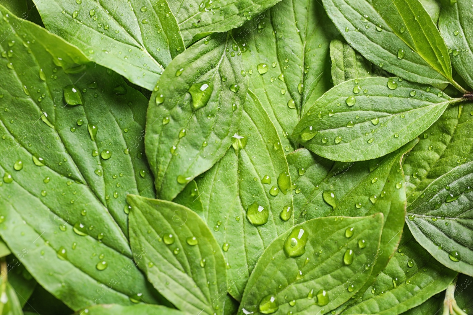 Photo of Green leaves with dew as background, top view