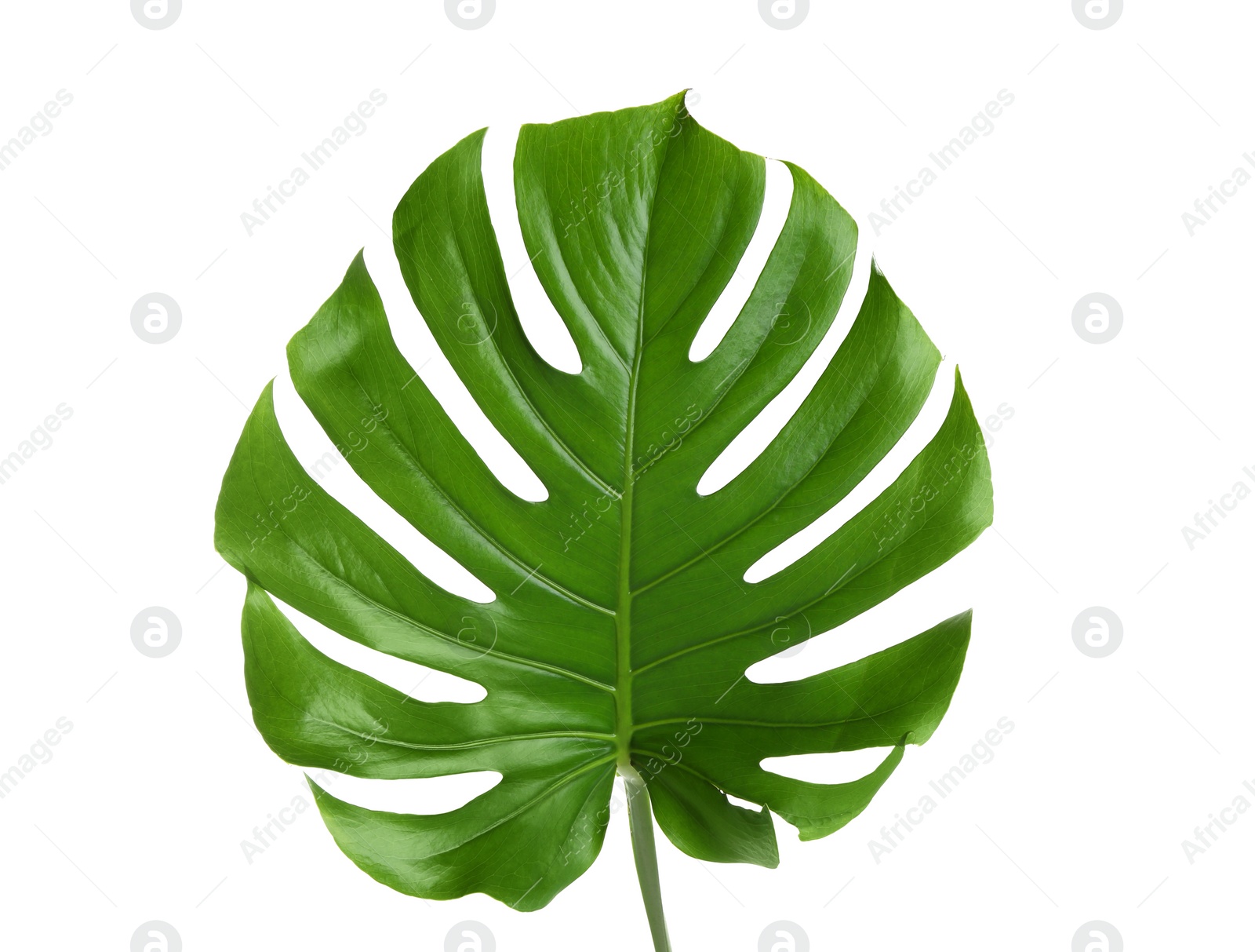 Photo of Fresh tropical monstera leaf on white background