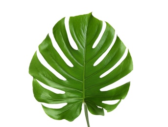 Photo of Fresh tropical monstera leaf on white background