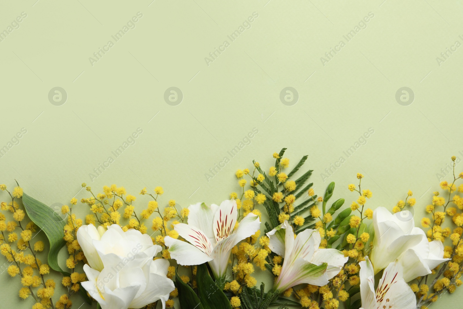 Photo of Beautiful floral composition with mimosa flowers on green background, flat lay. Space for text
