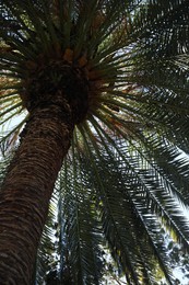 Photo of Beautiful palm tree with green leaves outdoors, low angle view