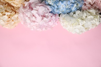 Photo of Beautiful hydrangea flowers on pink background, top view. Space for text