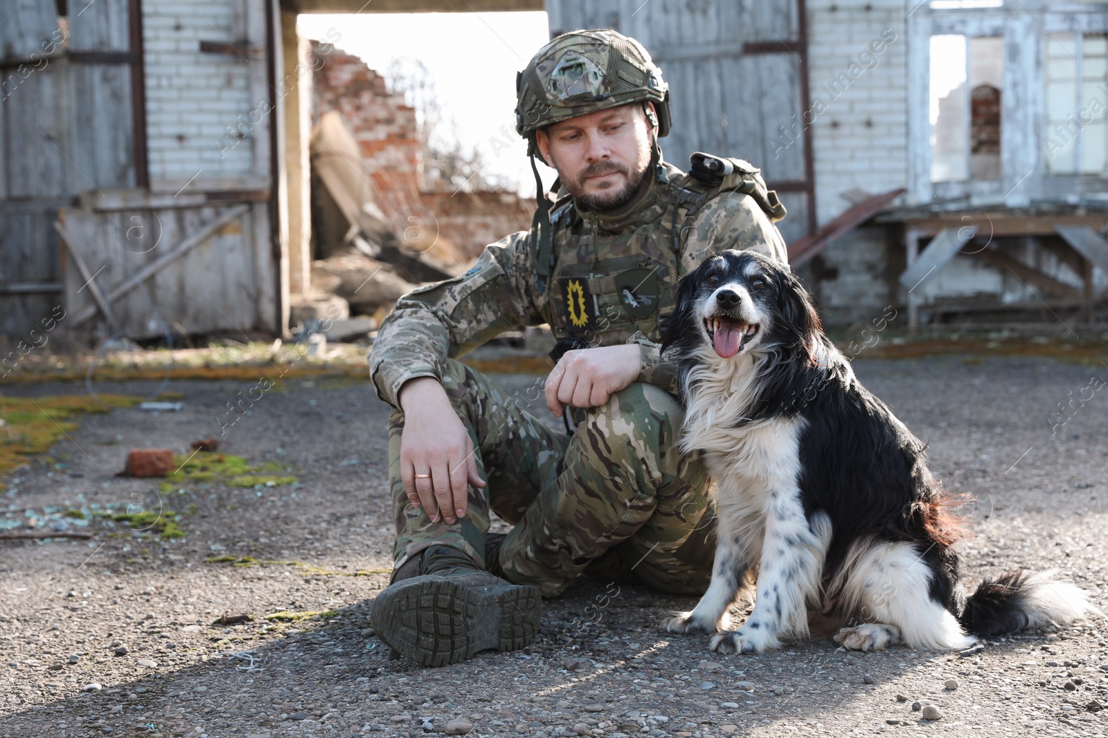 Photo of Ukrainian soldier with stray dog outdoors on sunny day