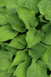 Photo of Beautiful dieffenbachia with lush green leaves as background