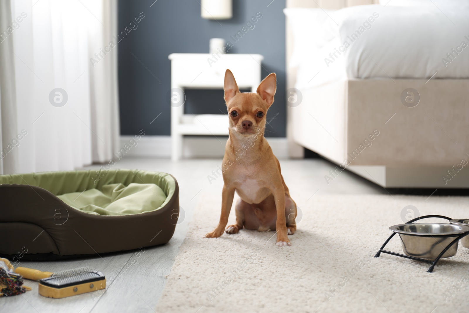 Photo of Cute Chihuahua dog on floor in room. Pet friendly hotel