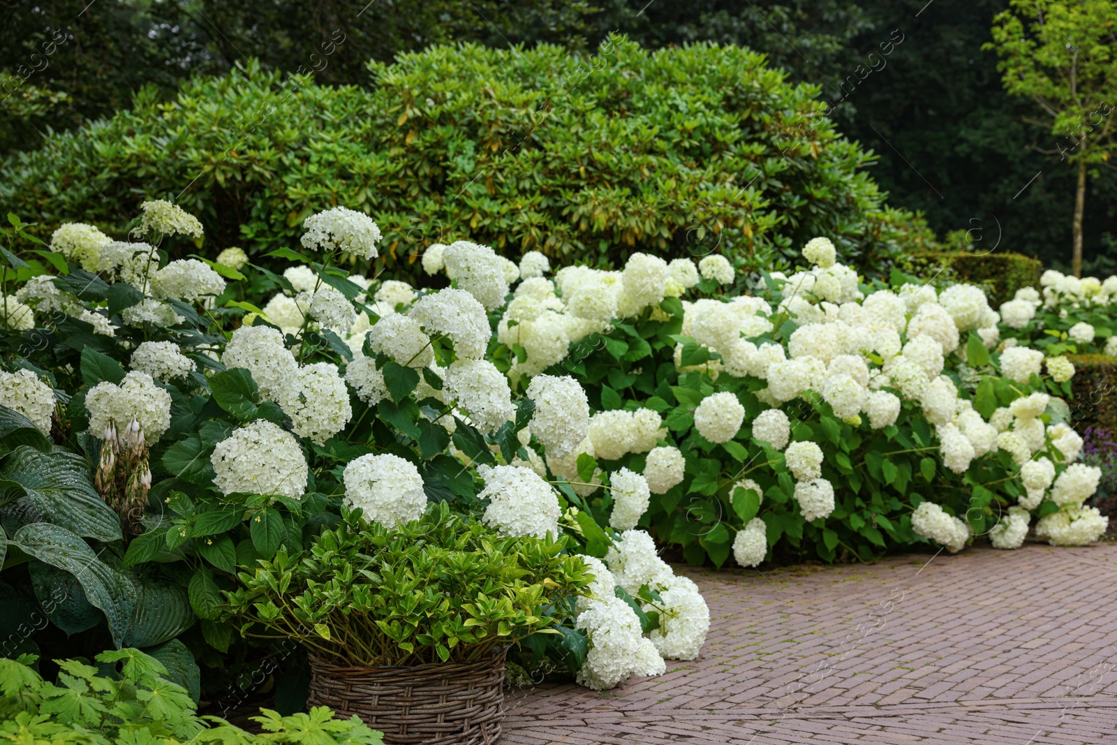 Photo of Beautiful park with blooming hydrangeas and paved pathway. Landscape design