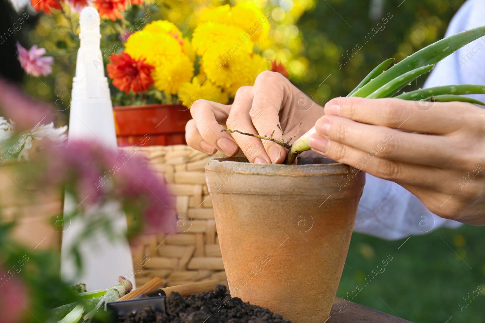 Photo of Woman transplanting aloe seedling into pot in garden, closeup