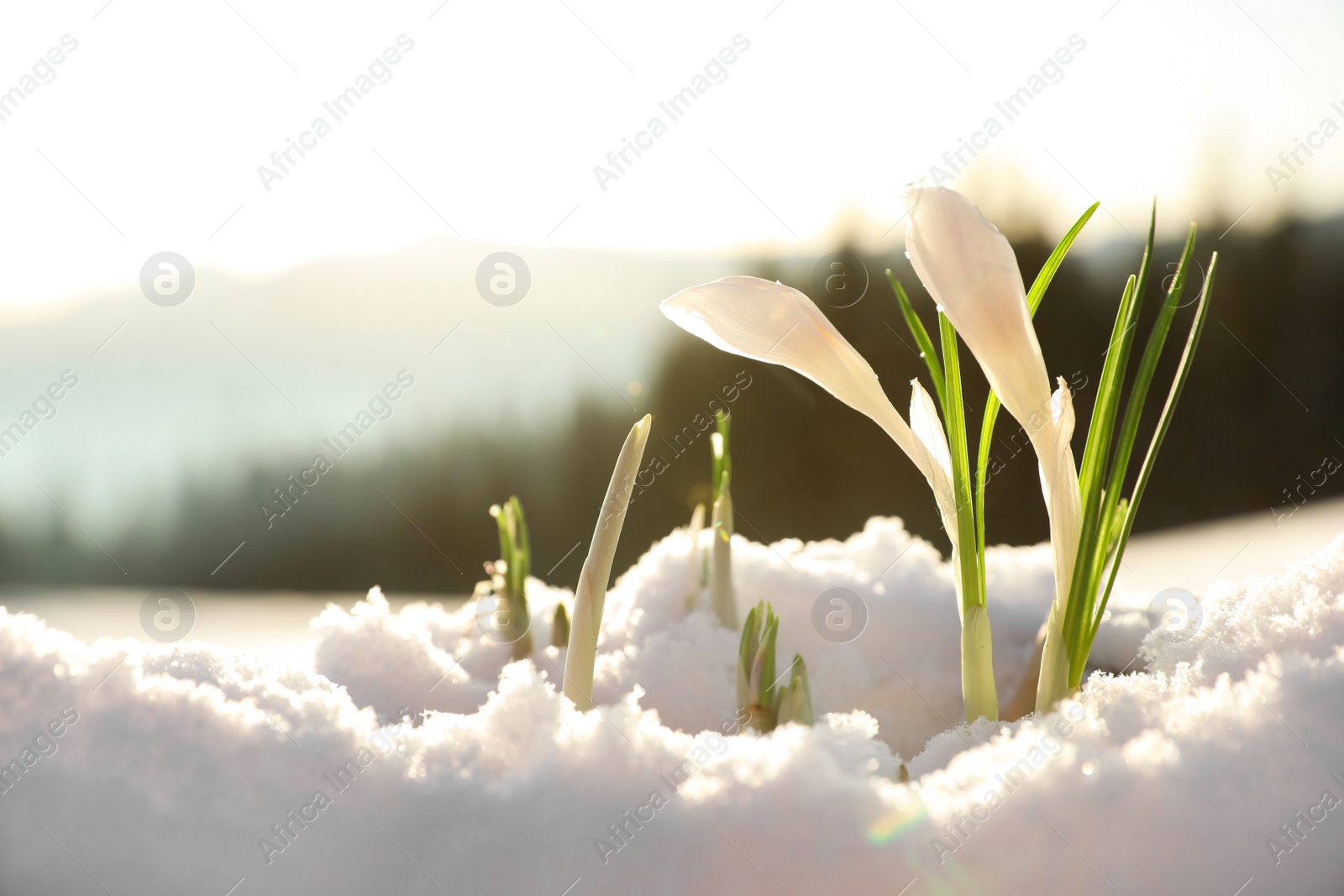 Photo of Beautiful crocuses growing through snow, space for text. First spring flowers