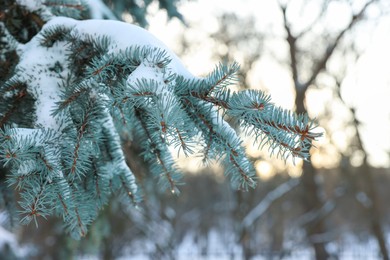 Photo of Fir tree branches covered with snow in winter park, closeup