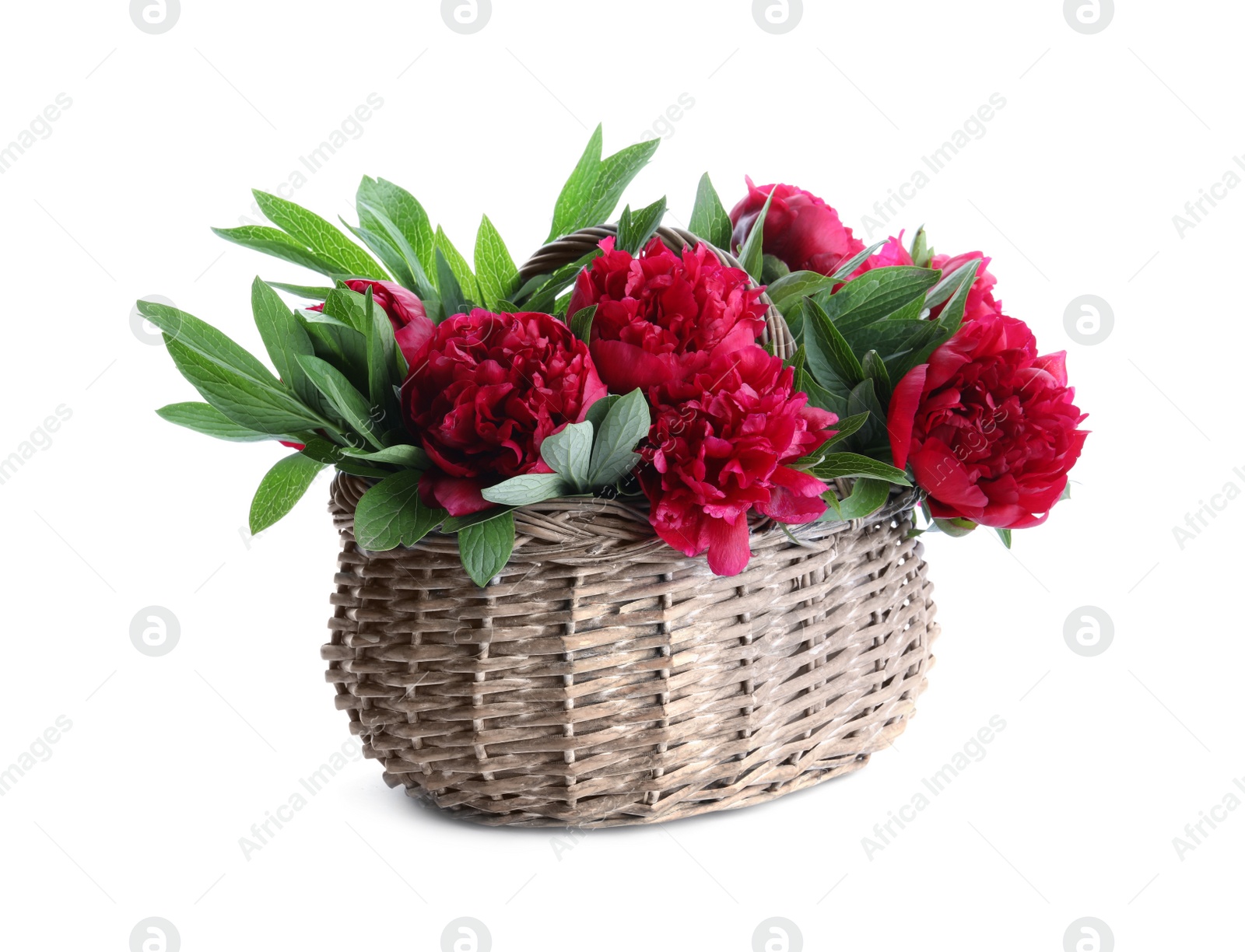 Photo of Bouquet of beautiful red peonies in wicker basket isolated on white
