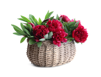 Bouquet of beautiful red peonies in wicker basket isolated on white