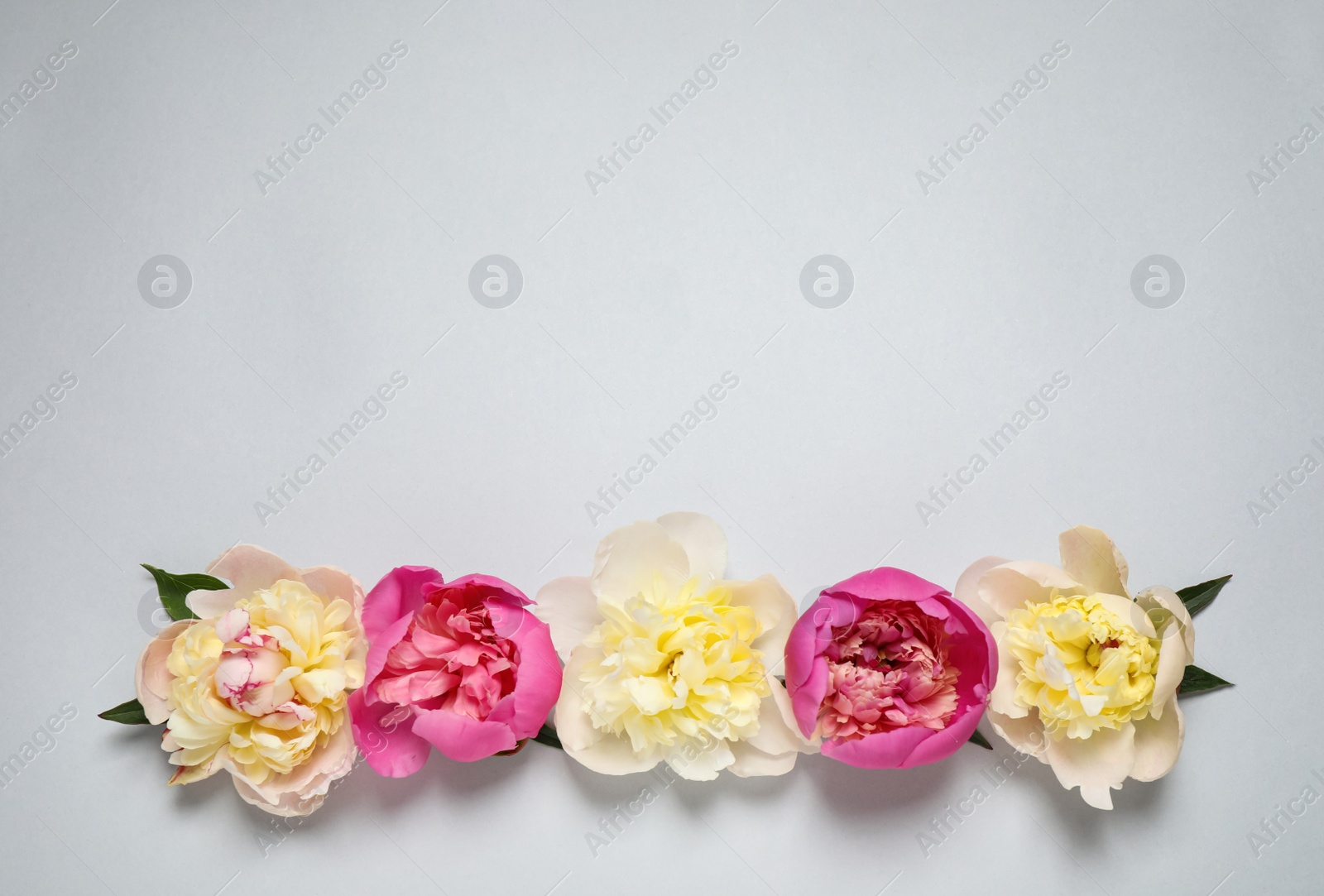 Photo of Beautiful fresh peonies on light grey background, flat lay. Space for text